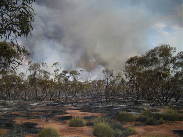 Bushfire LaurenBrown