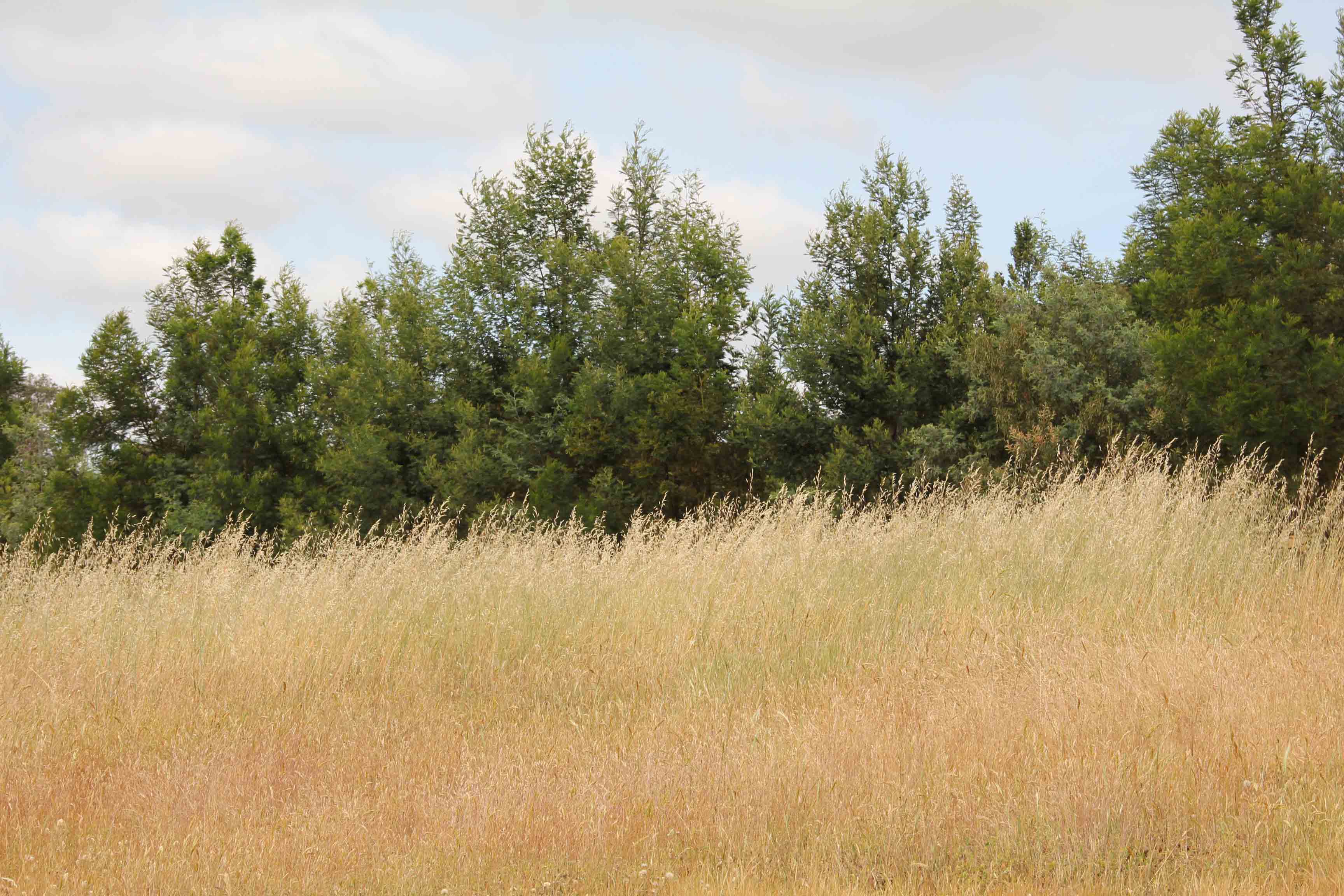 Carbon AND biodiversity