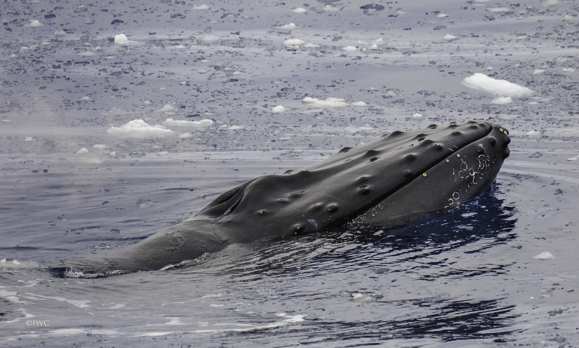 Humpback whale web