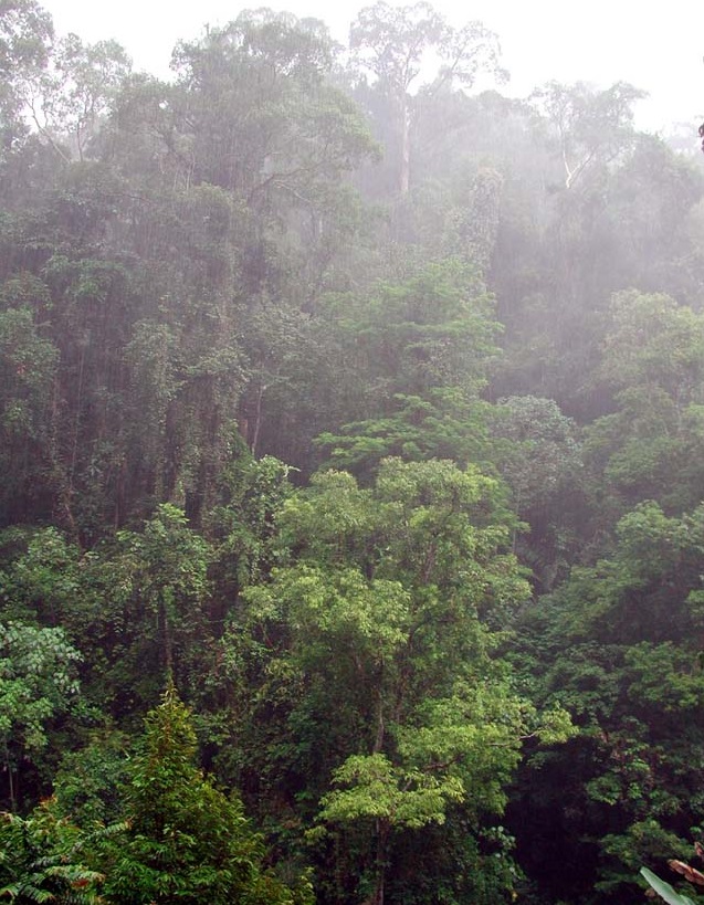 Indonesian Rainforest KGillow