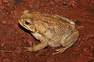 canetoad