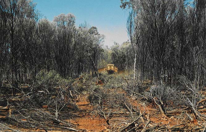 clearing mulga