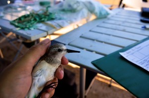 migratory networks aticle