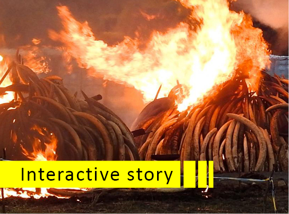scrollingstory ivoryburning2