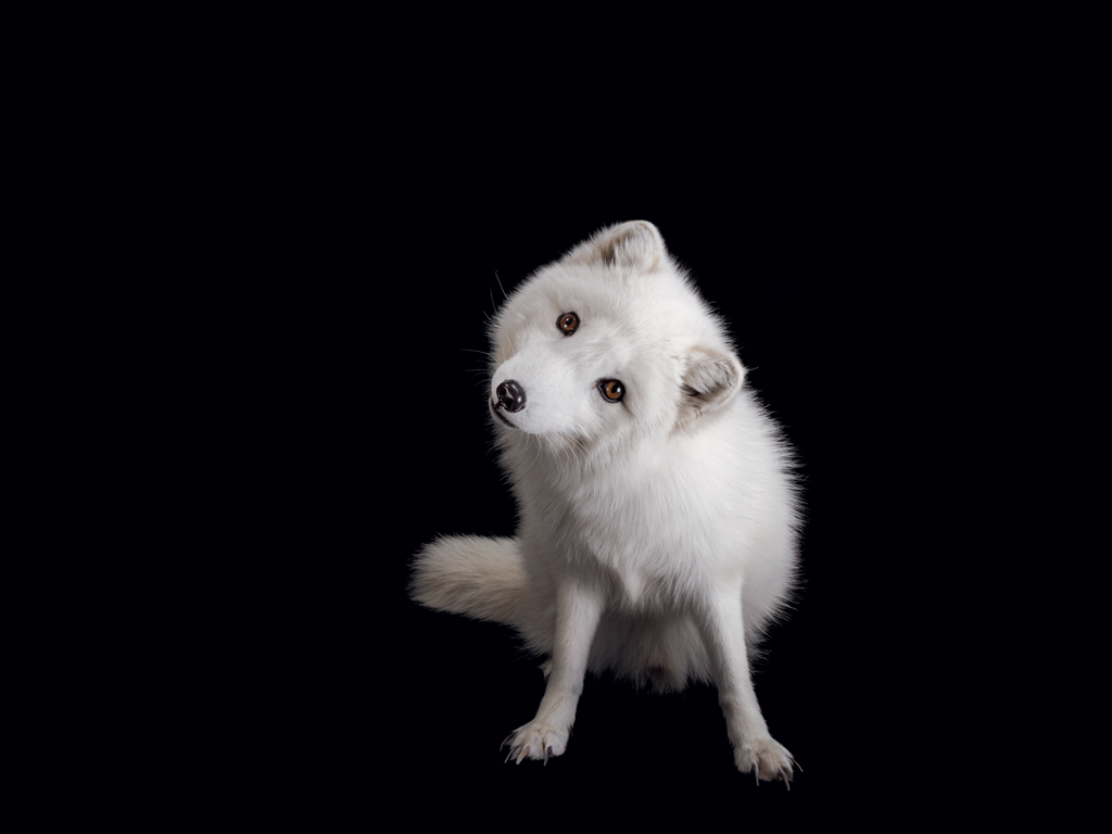 04 arctic fox new NatGeo
