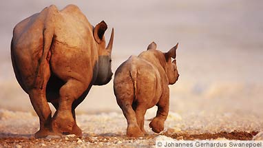 black-rhino-family-dt