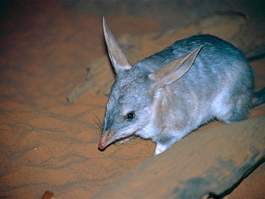 Bilby Bernard Dupont