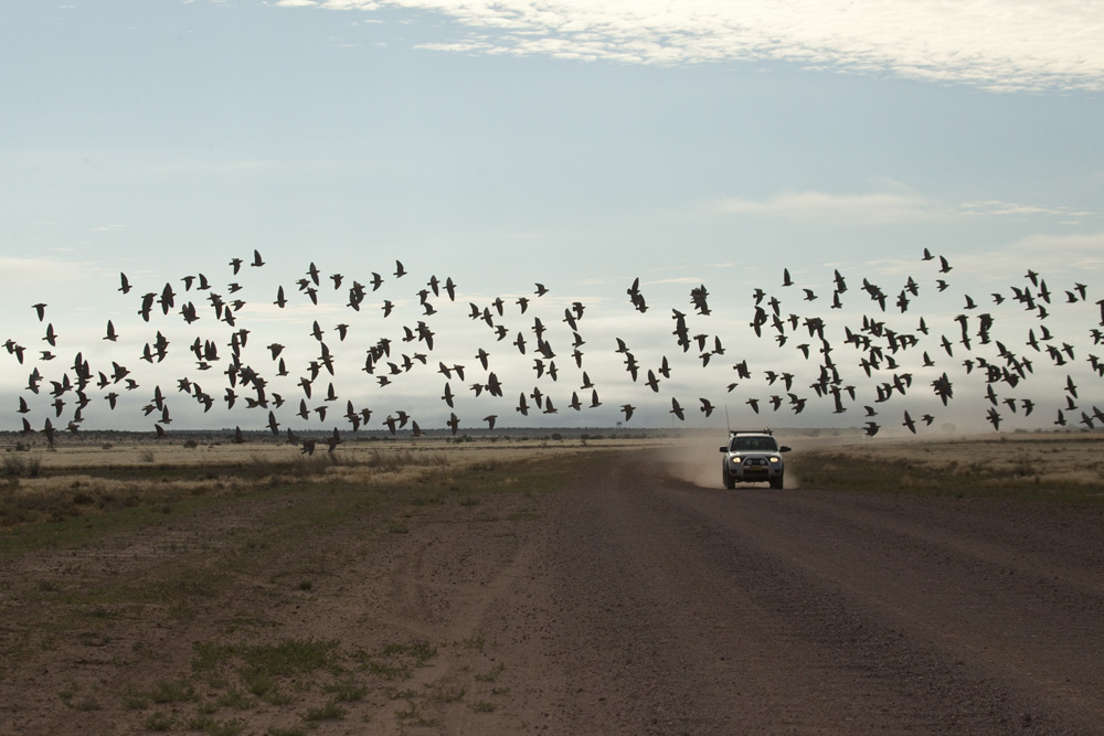 Bronze winged pigeon Jeremy Ringma