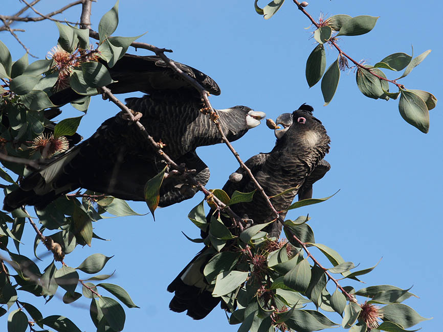 Carnaby's Cockatoos