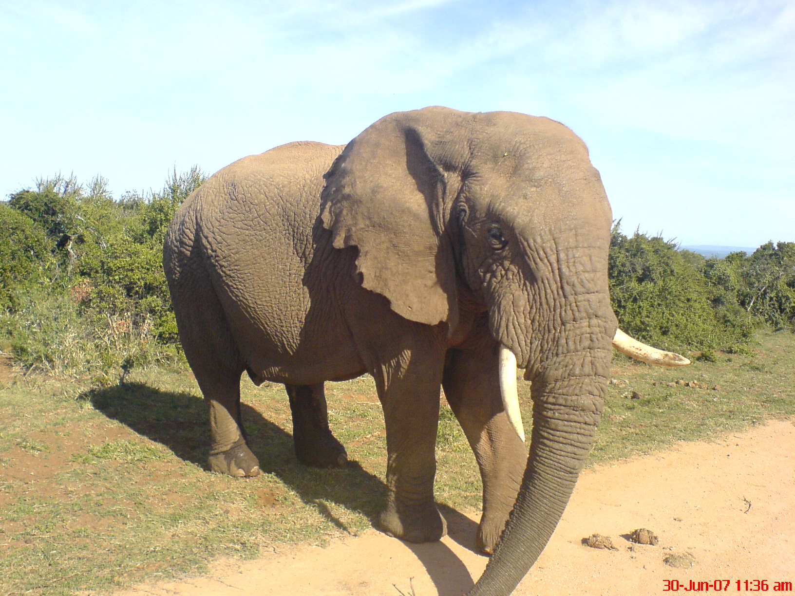Elephant - KG 2007