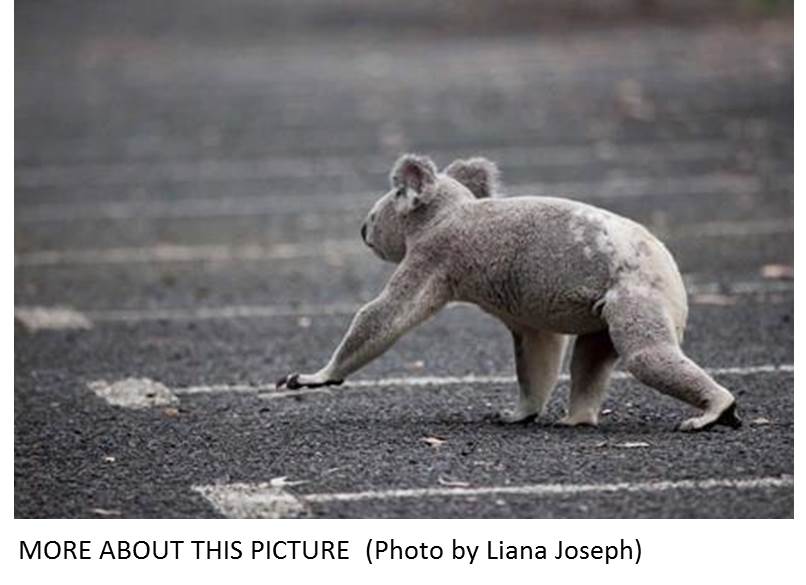 Koalas and cars brief