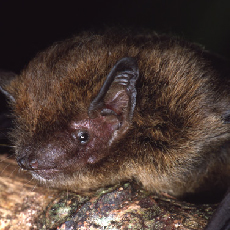 Pipistrelle-LLumsden