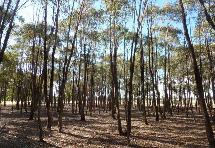 To Thin or Not Chris Jones