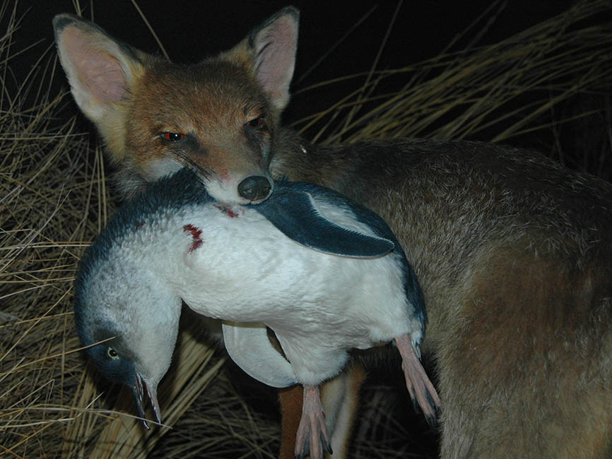 fox penguin Philip Island NP