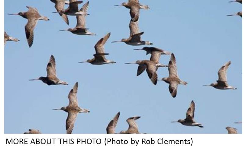 migratory godwits brief