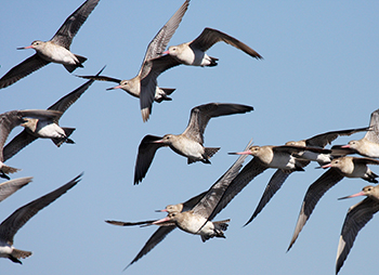 shorebirds clemens 350x254