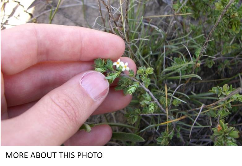 spiny rice flower brief