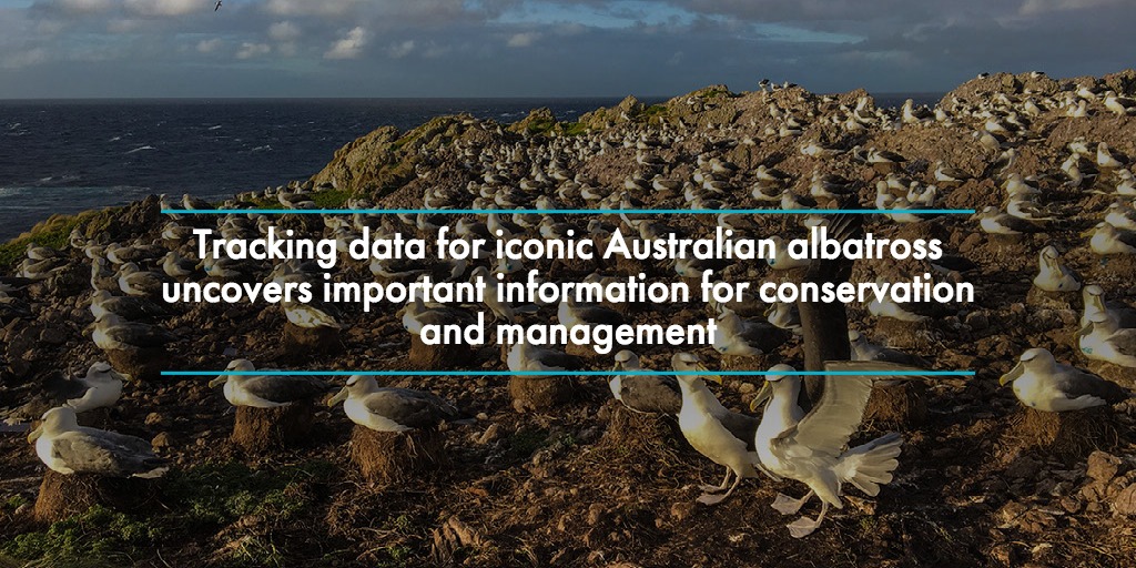 Tracking data for iconic Australian albatross uncovers important information for conservation and management